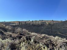Sagebrush in foreground.  Black ground in background where fire burned through.  Blue sky above.