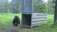 Grizzly Bear approaching culvert trap