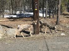 Two town deer, including a hairless fawn, stand together in McCall