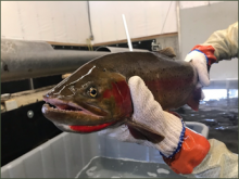 Henrys Lake Cutthroat