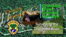 Crooked River Snorkel Surveys