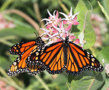 adult monarch butterflies sip nectar from the flowers of showy milkweed