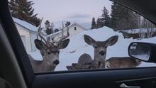 A group of deer in the City of Cascade approach the driver's side window of a vehicle during the winter of 2023.