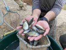 A fisheries biologist holds a handful of small fish, including bass, bluegill, perch and crappie.