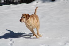 K9 Officer Hudson enjoying some snow in winter.