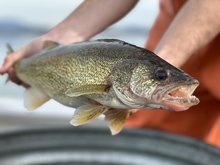 Walleye from Lake Pend Oreille