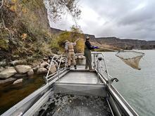 Fish and Game fisheries biologists electrofishing on Snake River where quagga mussels were detected