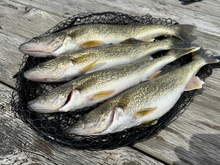 Walleye in Lake Pend Oreille.