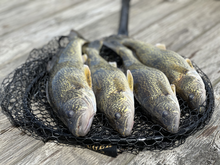 Walleye in Lake Pend Oreille.
