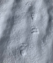 Grizzly tracks in the snow