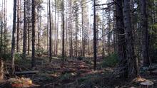 Timber at Farragut wildlife management area