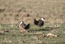 Sage Grouse 2012.jpg