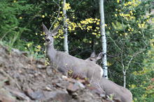 Two mule deer does stand on a hillside.