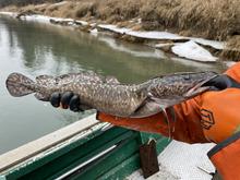Burbot from the Kootenai River