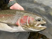 An angler holds a steelhead above a river’s surface.