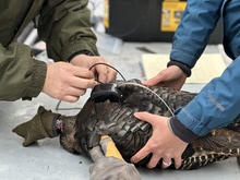 Wild hen turkey with a GPS-backpack