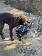 Poodlepointer puppy (Finn) with his first spruce grouse