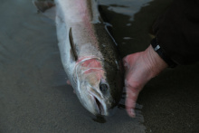 Wild Snake River steelhead