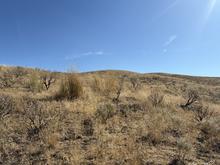 cheatgrass_aerialspraying_2025