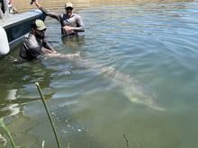 Fisheries biologists handle and prepare to release a large white sturgeon in C.J. Strike Reservoir