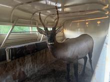 An young bull elk stands in a horse trailer, awaiting relocation.