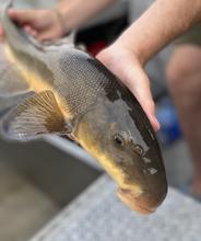 Largescale Sucker from Clearwater River