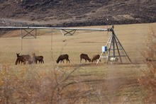 Elk, depredation, Salmon Region