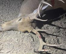 Winchester wasted white-tailed deer