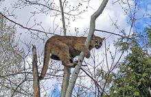 A young mountain lion in a tree in Ketchum.