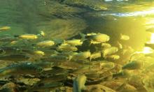 kokanee fry captive broodstock
