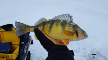 Perch caught January 15, 2019 on Lake Cascade 