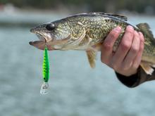 Lake Pend Oreille walleye caught with a crankbait