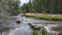 The Lemhi River near Salmon, Idaho
