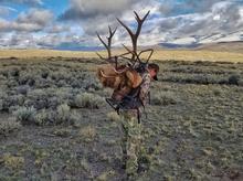 Man in camo packing out an elk hide and antlers