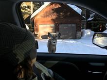 A deer in McCall looks for a handout from Fish and Game staff during the 2022 town deer survey