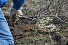 lucky_peak_seedling_planting11