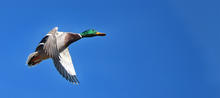 A mallard drake flies over the Hagerman WMA in November 2024