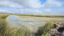 Dry Marsh at Market Lake