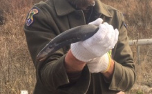 Lamprey closeup/ Photo by IDFG