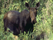 A cow moose standing in brush.