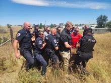 A group of people carrying a yearling moose through vegetation.