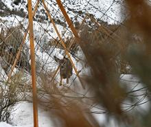 Mule deer fawn runs into a drive net in the Magic Valley Region