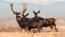 Mule deer