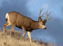 mule_deer_buck