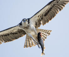An osprey in flight with a fish in it's talons