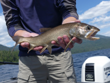 Lake Trout