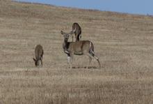 white-tailed deer, whitetails, deer