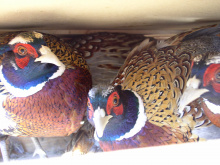 pheasants for release