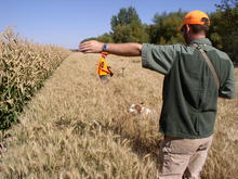 Pheasant hunting with youth