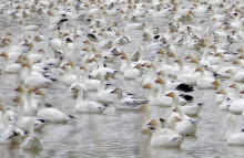 snow geese, pond, Roswell Marsh, Southwest Region